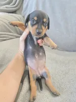 AKC Short Haired Girl - TEXT 520-254-7407 , a female Dachshund for sale in Casa Grande, AZ – 4 of 10