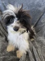 AKC Black & White Female, TEXT 520-254-7407, a female Havanese for sale in Casa Grande, AZ – 4 of 10