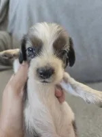 AKC Long Hair Dapple Girl - TEXT 520-254-7407 , a female Dachshund for sale in Casa Grande, AZ – 3 of 10