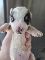AKC Parti Yorkie Female - TEXT 520-254-7407 , a female Yorkshire Terrier for sale in Casa Grande, AZ – 3 of 10