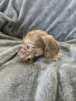 AKC Liver Male, TEXT 520-254-7407, a male Dachshund for sale in Casa Grande, AZ – 7 of 10