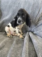 AKC Male, Text 520-254-7407 , a male Cocker Spaniel for sale in Casa Grande, AZ – 3 of 10