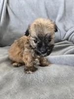 AKC Skye's Boy 4, TEXT 520-254-7407 , a male Havanese for sale in Casa Grande, AZ – 5 of 10