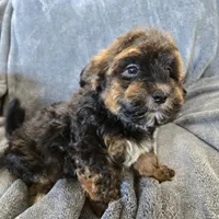 AKC Skye's Red/Black Boy, a male Havanese for sale in Casa Grande, AZ – Photo 2 of 10