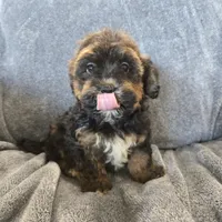 AKC Skye's Red/Black Boy, a male Havanese for sale in Casa Grande, AZ – Photo 8 of 10