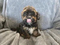 AKC Skye's Red/Black Boy, a male Havanese for sale in Casa Grande, AZ – Photo 8 of 10