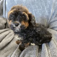 AKC Skye's Red/Black Boy, a male Havanese for sale in Casa Grande, AZ – Photo 5 of 10