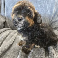 AKC Skye's Red/Black Boy, a male Havanese for sale in Casa Grande, AZ – Photo 4 of 10