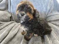 AKC Skye's Red/Black Boy, a male Havanese for sale in Casa Grande, AZ – Photo 4 of 10