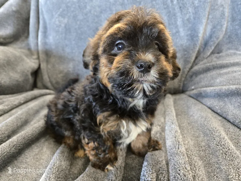 AKC Skye's Red/Black Boy – Havanese puppy for sale in Casa Grande, AZ