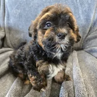 AKC Skye's Red/Black Boy, a male Havanese for sale in Casa Grande, AZ – Photo 3 of 10