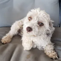 AKC Skye's Red/Black Boy, a male Havanese for sale in Casa Grande, AZ – Photo 9 of 10