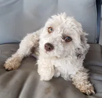 AKC Skye's Red/Black Boy, a male Havanese for sale in Casa Grande, AZ – Photo 9 of 10