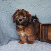 AKC Skye's Red/Black Boy, a male Havanese for sale in Casa Grande, AZ – Photo 10 of 10