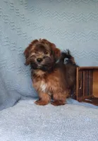 AKC Skye's Red/Black Boy, a male Havanese for sale in Casa Grande, AZ – Photo 10 of 10
