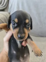 AKC Short Haired Girl - TEXT 520-254-7407 , a female Dachshund for sale in Casa Grande, AZ – 1 of 10