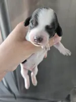 Short Hair Boy - TEXT 520-254-7407 , a male Dachshund for sale in Casa Grande, AZ – 5 of 8