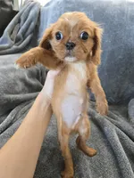 AKC Holly's Red Boy, a male Cavalier King Charles Spaniel for sale in Casa Grande, AZ – Photo 6 of 10