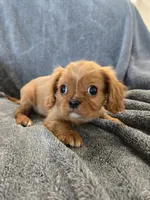 AKC Holly's Red Boy, a male Cavalier King Charles Spaniel for sale in Casa Grande, AZ – Photo 5 of 10