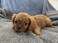 AKC Holly's Red Boy, a male Cavalier King Charles Spaniel for sale in Casa Grande, AZ – Photo 2 of 10