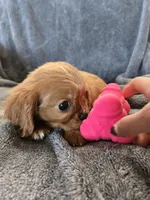 AKC Holly's Red Boy, a male Cavalier King Charles Spaniel for sale in Casa Grande, AZ – Photo 7 of 10