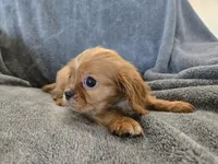 AKC Holly's Red Boy, a male Cavalier King Charles Spaniel for sale in Casa Grande, AZ – Photo 8 of 10