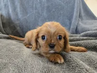 AKC Holly's Red Boy, a male Cavalier King Charles Spaniel for sale in Casa Grande, AZ – Photo 3 of 10