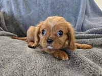 AKC Holly's Red Boy, a male Cavalier King Charles Spaniel for sale in Casa Grande, AZ – Photo 1 of 10