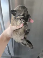 AKC Parents - Yorkie/Pomeranian Mix - TEXT 520-254-7407 , a female Pomeranian and Yorkshire Terrier for sale in Casa Grande, AZ – 7 of 9