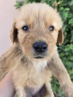AKC Chloe's Girl, a female Golden Retriever for sale in Casa Grande, AZ – 3 of 5