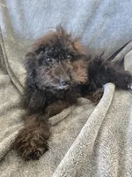 AKC Siri's Black Female, TEXT 520-254-7407, a female Poodle - Miniature  for sale in Casa Grande, AZ – 3 of 7