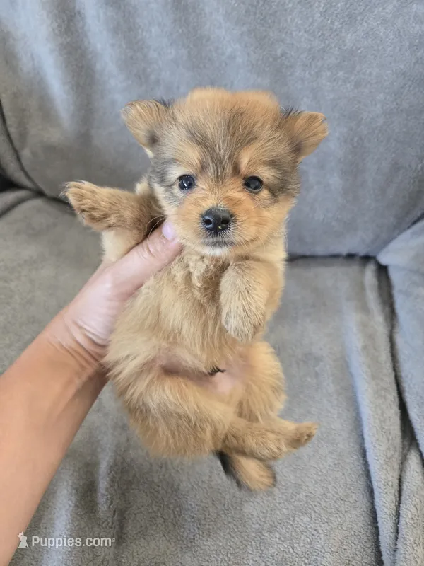 AKC Parents - Yorkie/Pomeranian Mix - TEXT 520-254-7407  – Pomeranian, Yorkshire Terrier puppy for sale in Casa Grande, AZ