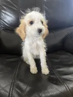 AKC Female, TEXT 520-254-7407, a female Poodle - Miniature  for sale in Casa Grande, AZ – 6 of 9