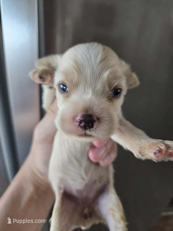 AKC Dora's Buff Girl – Cocker Spaniel puppy for sale in Casa Grande, AZ