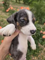 AKC Snickers Dapple Male, a male Dachshund for sale in Casa Grande, AZ – Photo 4 of 10