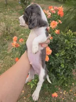 AKC Snickers Dapple Male, a male Dachshund for sale in Casa Grande, AZ – Photo 3 of 10