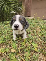 AKC Snickers Dapple Male, a male Dachshund for sale in Casa Grande, AZ – Photo 9 of 10