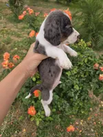 AKC Snickers Dapple Male, a male Dachshund for sale in Casa Grande, AZ – Photo 2 of 10