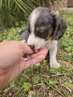 AKC Snickers Dapple Male, a male Dachshund for sale in Casa Grande, AZ – Photo 8 of 10