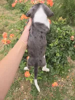 AKC Snickers Dapple Male, a male Dachshund for sale in Casa Grande, AZ – Photo 7 of 10