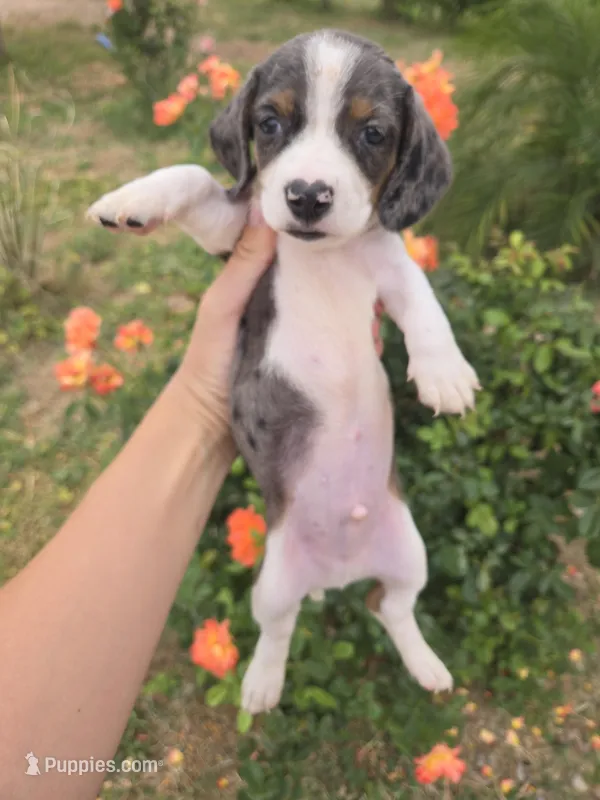 AKC Snickers Dapple Male – Dachshund puppy for sale in Casa Grande, AZ