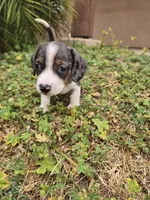 AKC Snickers Dapple Male, a male Dachshund for sale in Casa Grande, AZ – Photo 10 of 10