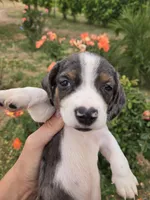 AKC Snickers Dapple Male, a male Dachshund for sale in Casa Grande, AZ – Photo 5 of 10