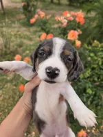 AKC Snickers Dapple Male, a male Dachshund for sale in Casa Grande, AZ – Photo 6 of 10