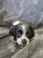 AKC Male, Text 520-254-7407 , a male Cocker Spaniel for sale in Casa Grande, AZ – 7 of 9
