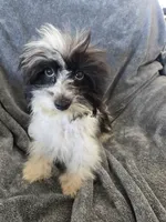 AKC Black & White Female, TEXT 520-254-7407, a female Havanese for sale in Casa Grande, AZ – 3 of 10