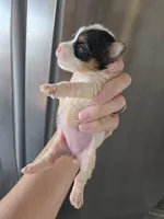 AKC Parti Yorkie Female - TEXT 520-254-7407 , a female Yorkshire Terrier for sale in Casa Grande, AZ – 6 of 9