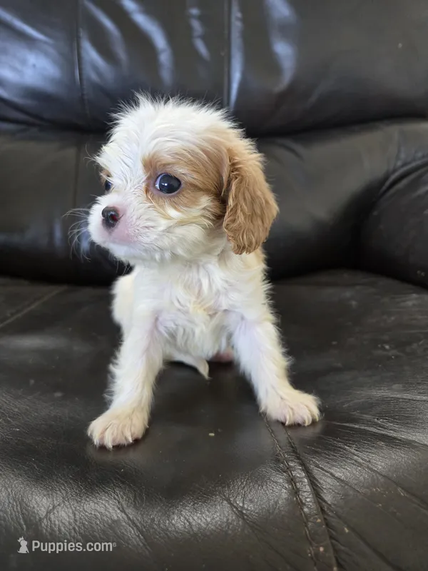 AKC Female – Cavalier King Charles Spaniel puppy for sale in Casa Grande, AZ