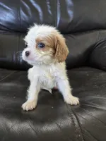 AKC Female, a female Cavalier King Charles Spaniel for sale in Casa Grande, AZ – 1 of 9