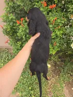 AKC Pepper's Black Boy, a male Dachshund for sale in Casa Grande, AZ – Photo 7 of 9